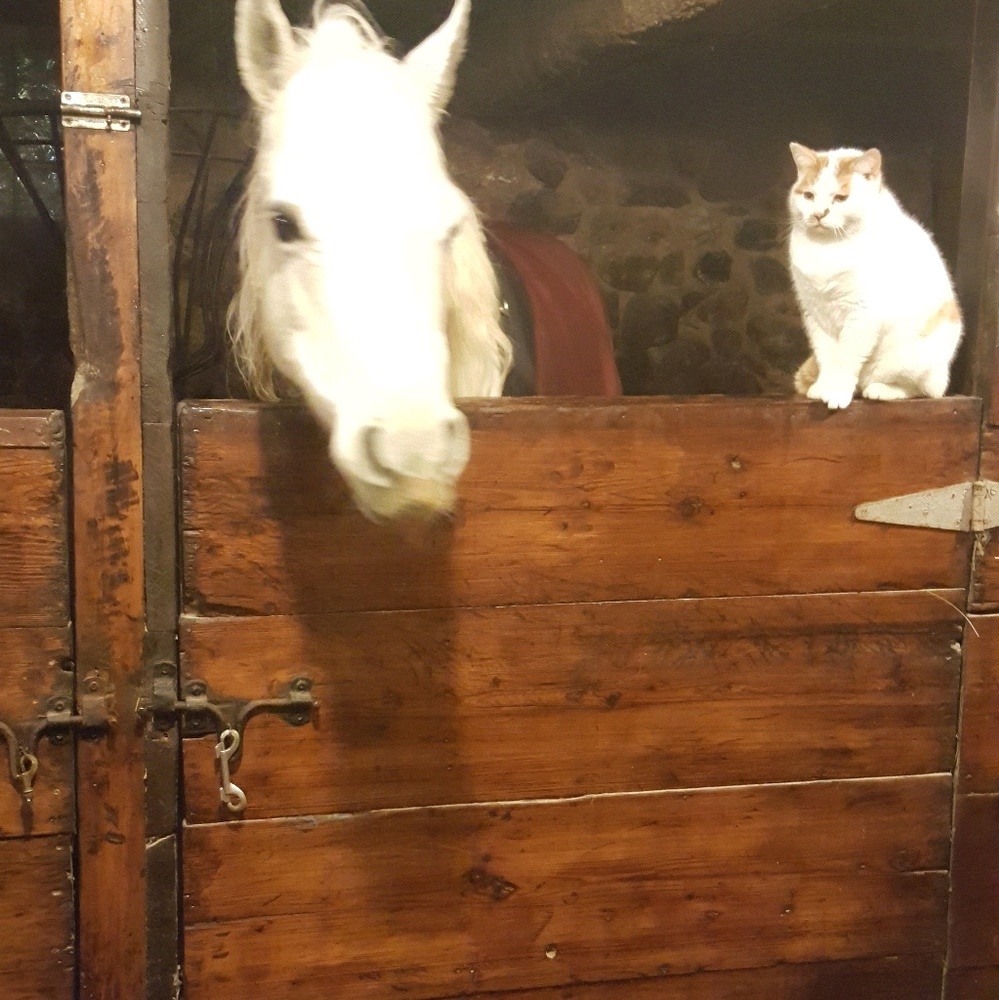 Meet your Posher, Paula